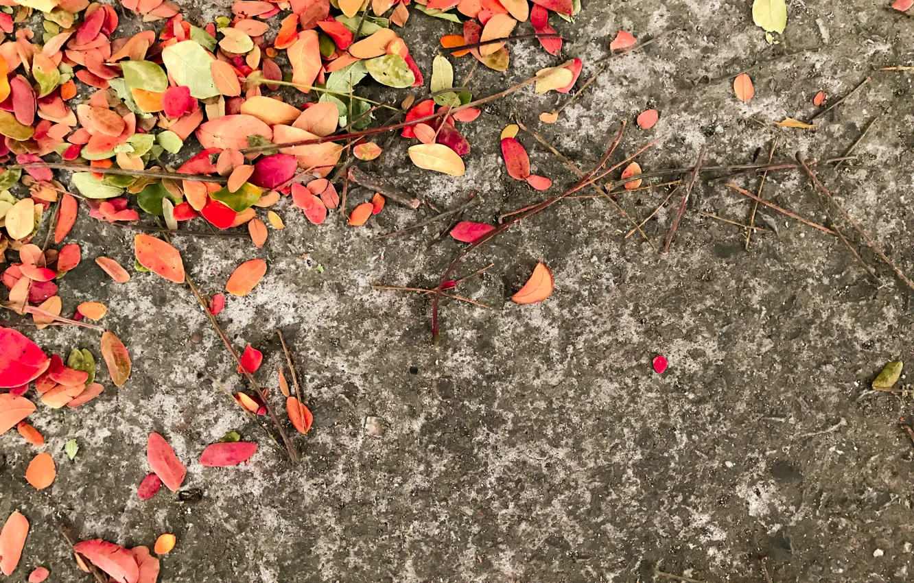 Фото обои осень, листья, фон, colorful, autumn, leaves
