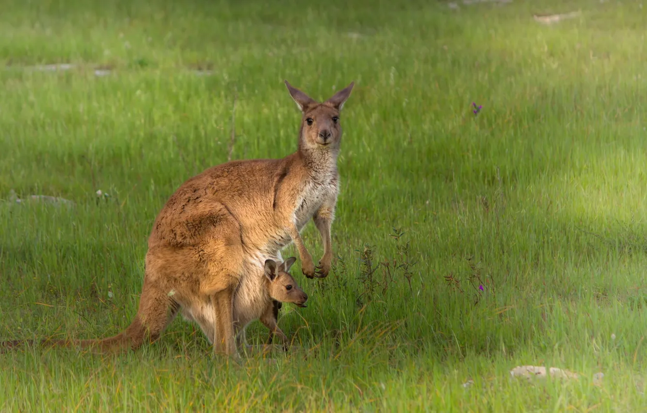 Фото обои природа, Австралия, кенгуру
