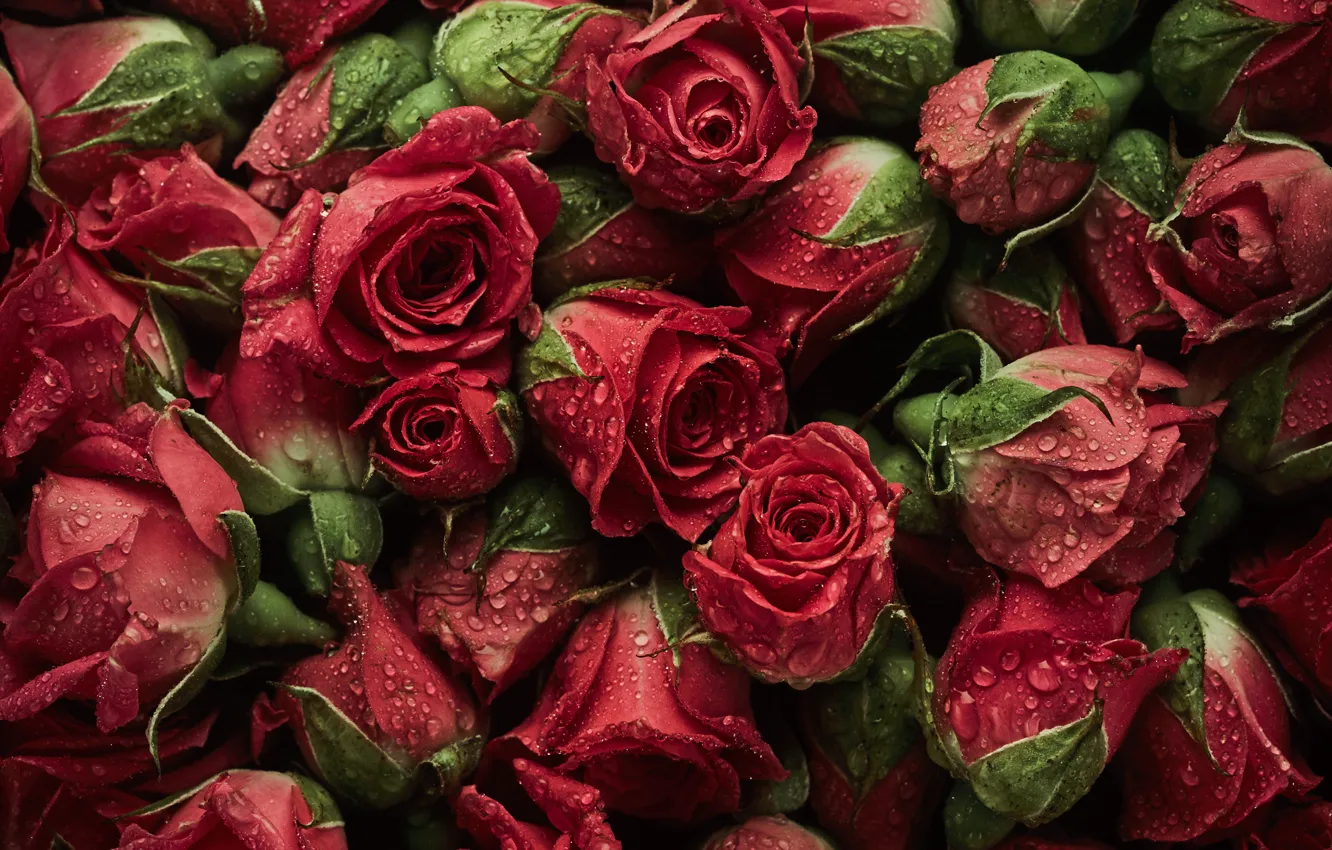 Фото обои цветы, фон, розы, красные, red, бутоны, roses, bud