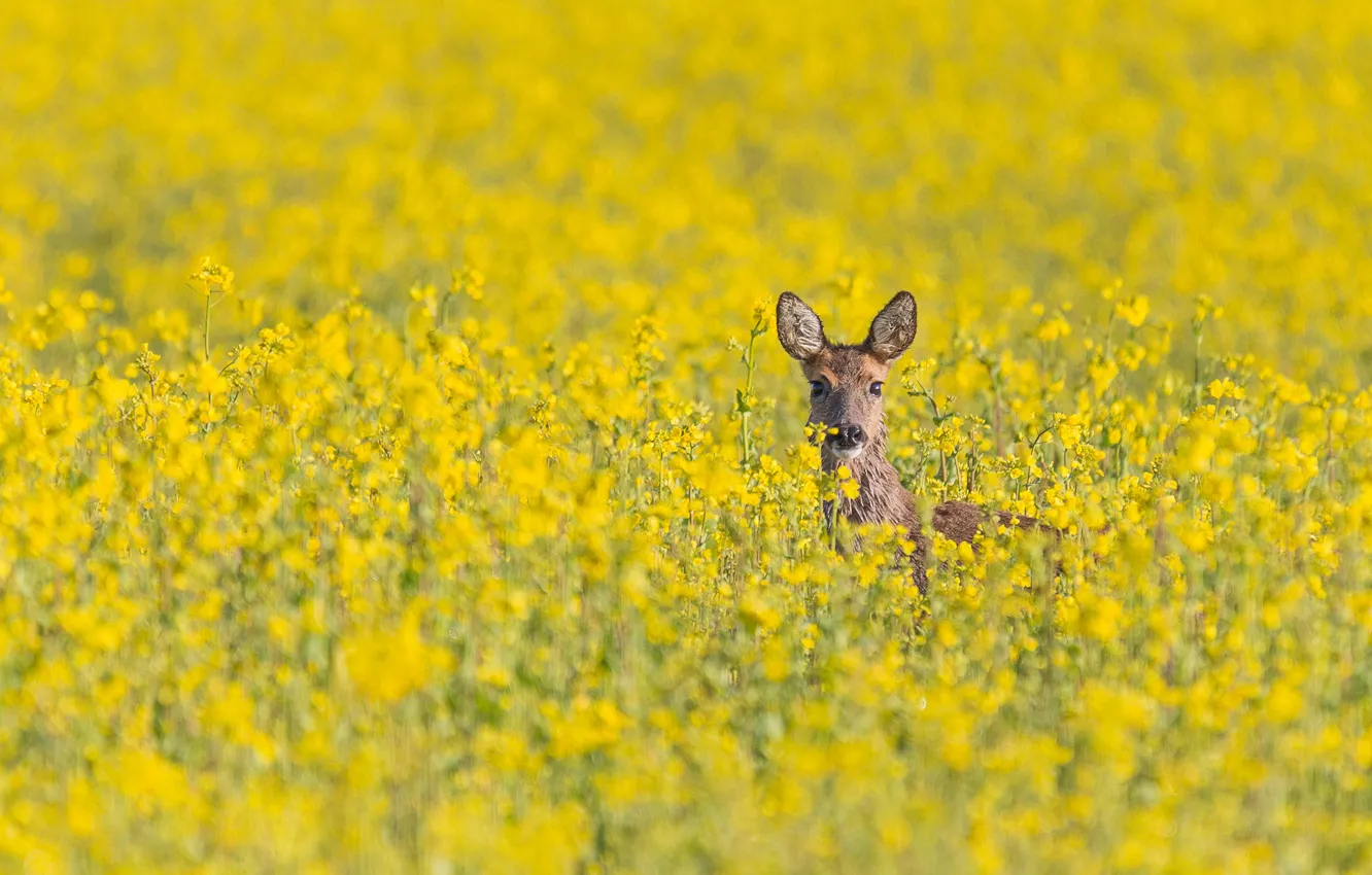 Фото обои deer, wildlife, field of gold
