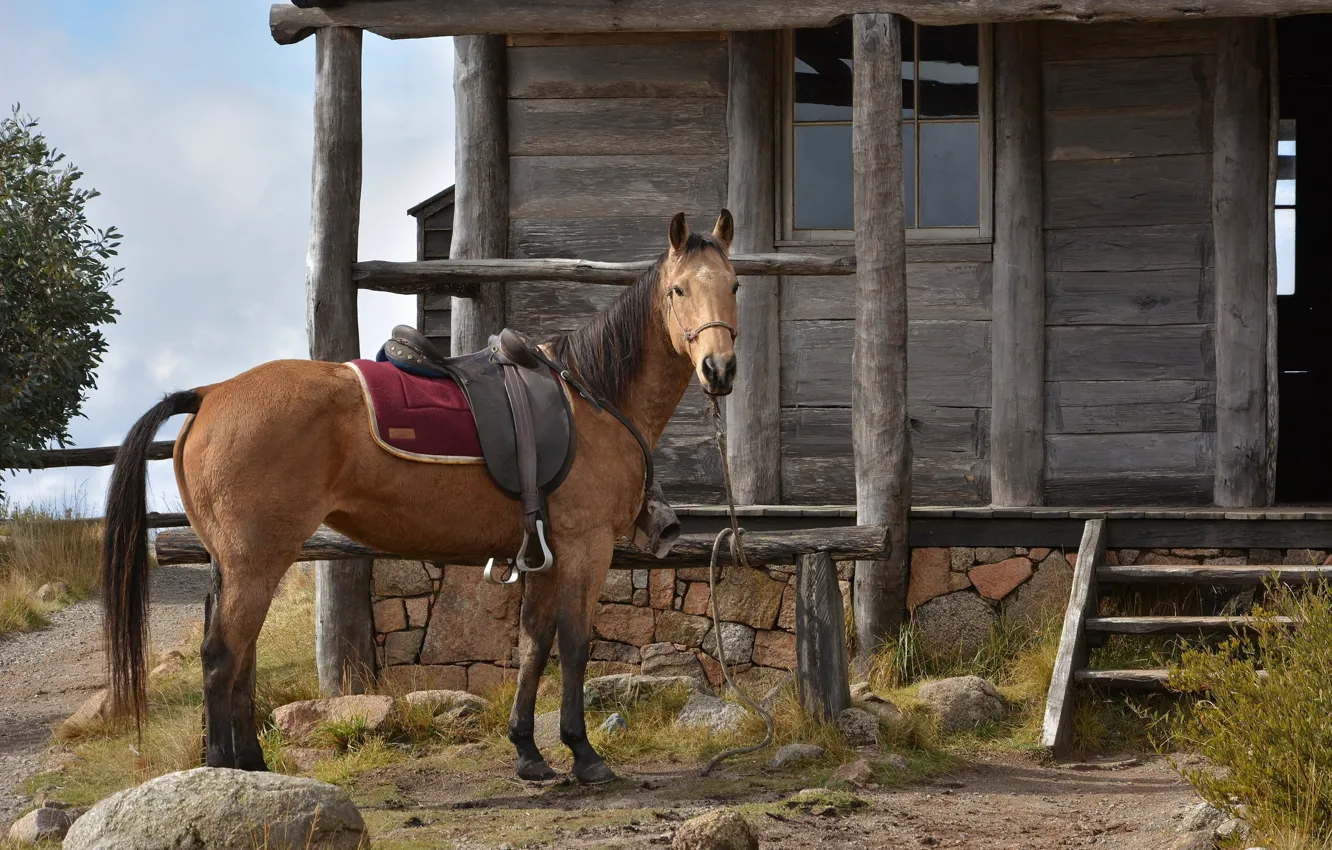 Фото обои дом, лошадь, седло