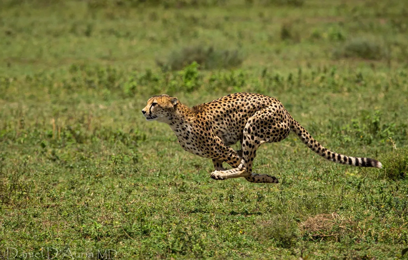 Фото обои животное, бег, пятна, гепард, бежит