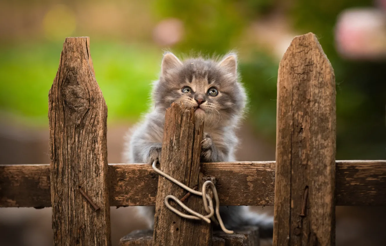 Фото обои забор, пушистый, малыш, мордочка, котёнок, Юрий Коротун