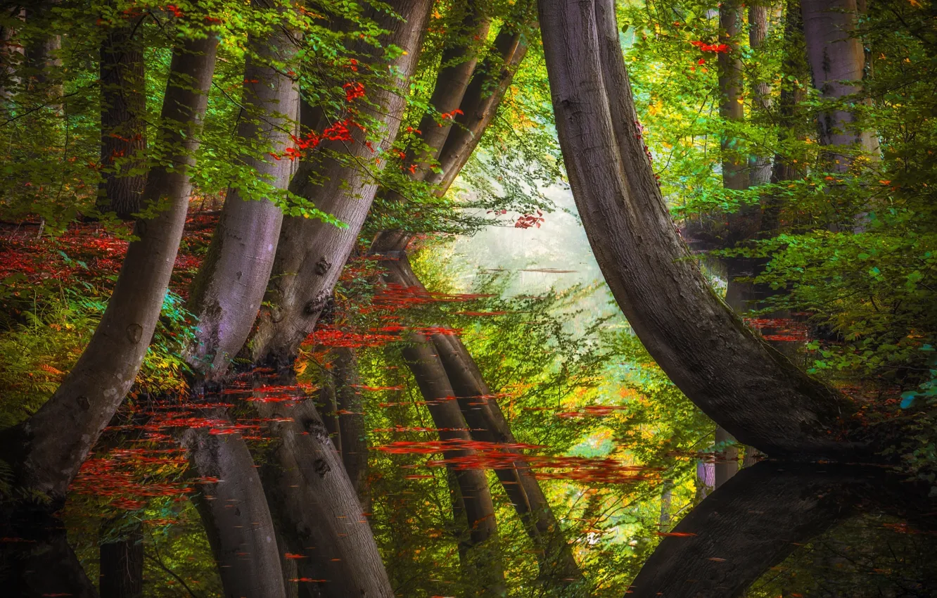 Фото обои осень, лес, деревья, природа, отражение, речушка, Jan-Herman Visser