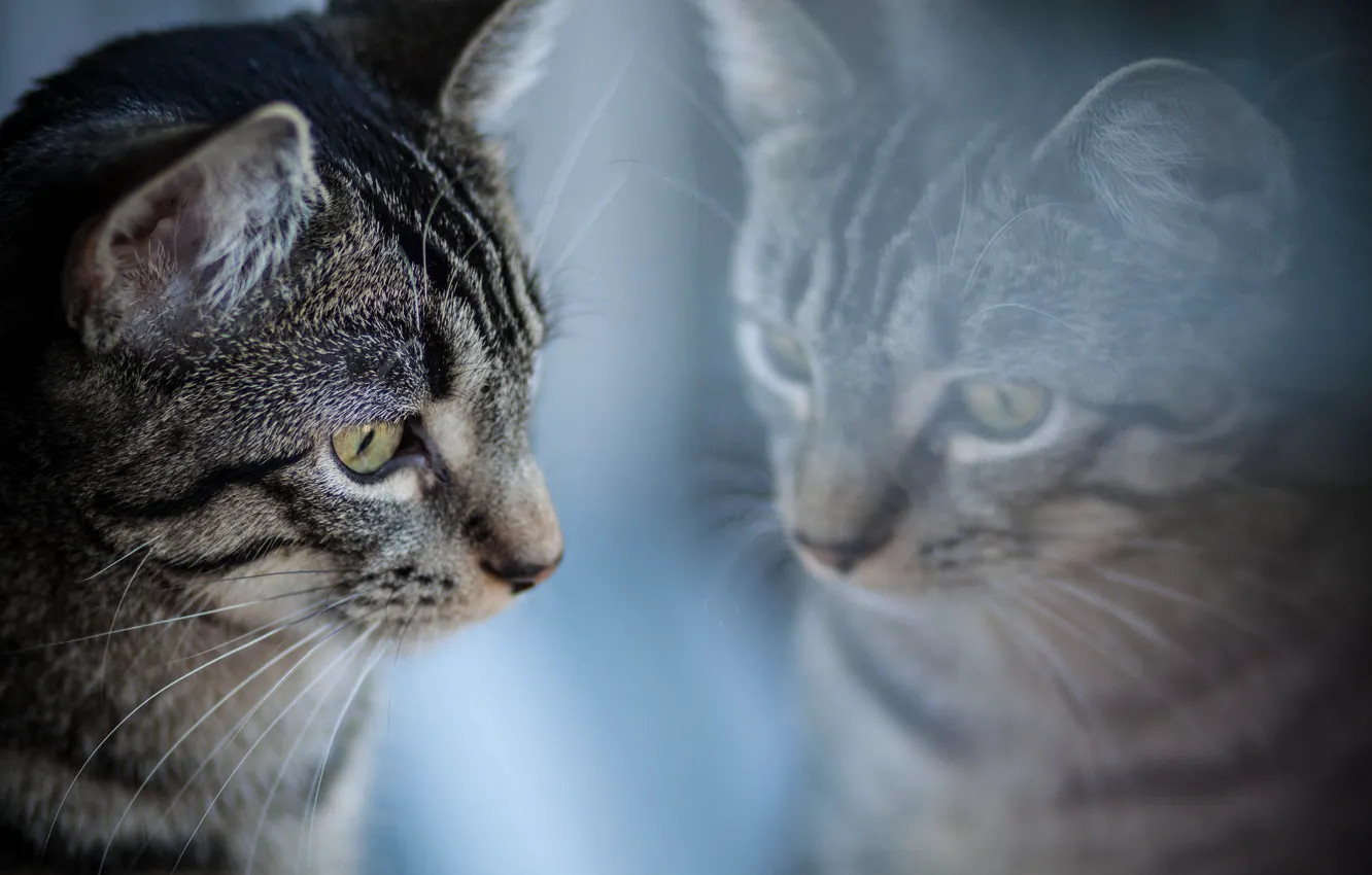 Фото обои кот, отражение, серый, полосатый
