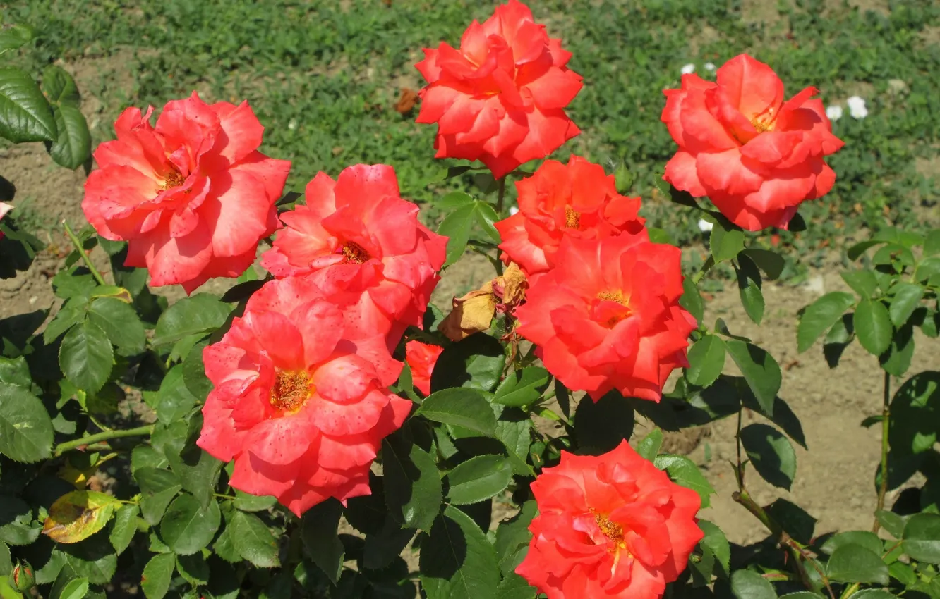 Фото обои куст, розы, ярко, оранжевые, солнечно, Meduzanol ©, лето 2018