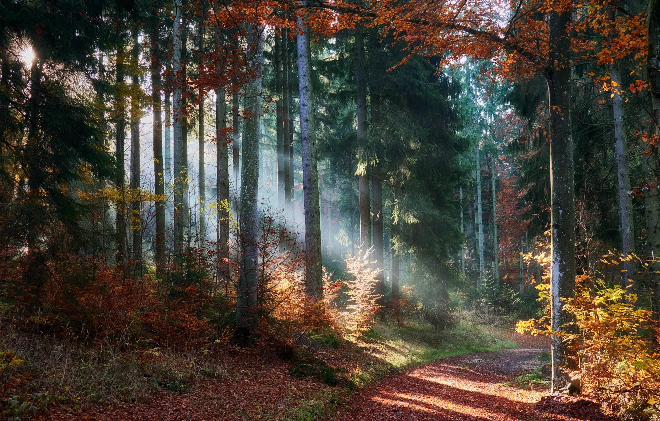 Фото обои осень, лес, деревья, лучи солнца, тропинка