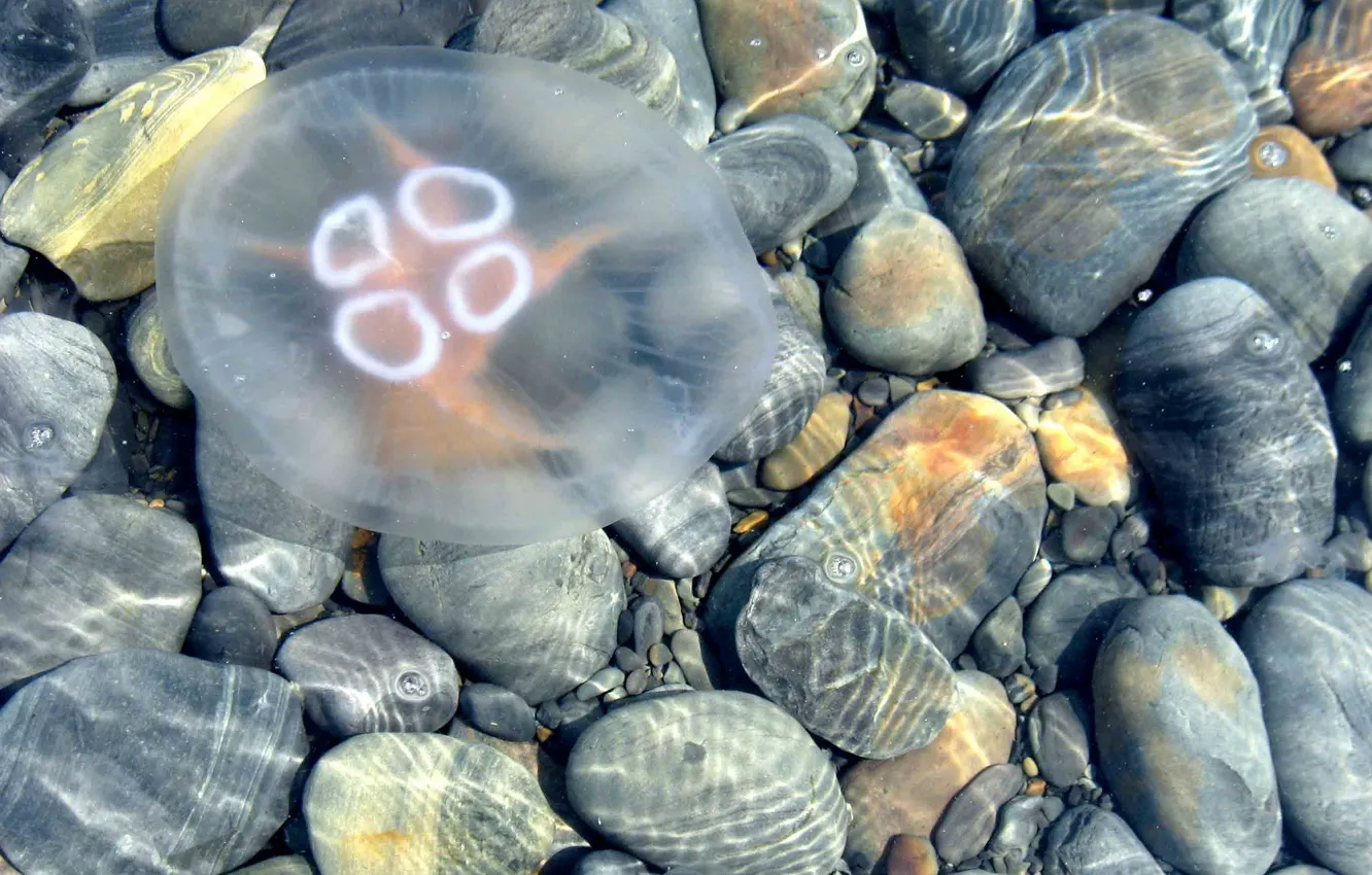Фото обои вода, камни, медуза