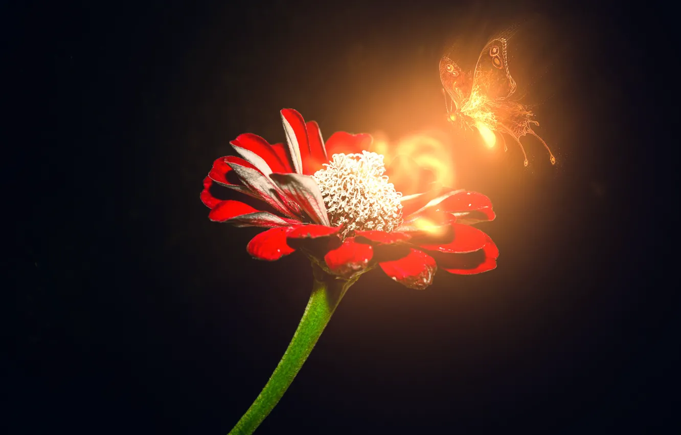 Фото обои цветок, магия, мотылек, красный цветок, на черном фоне