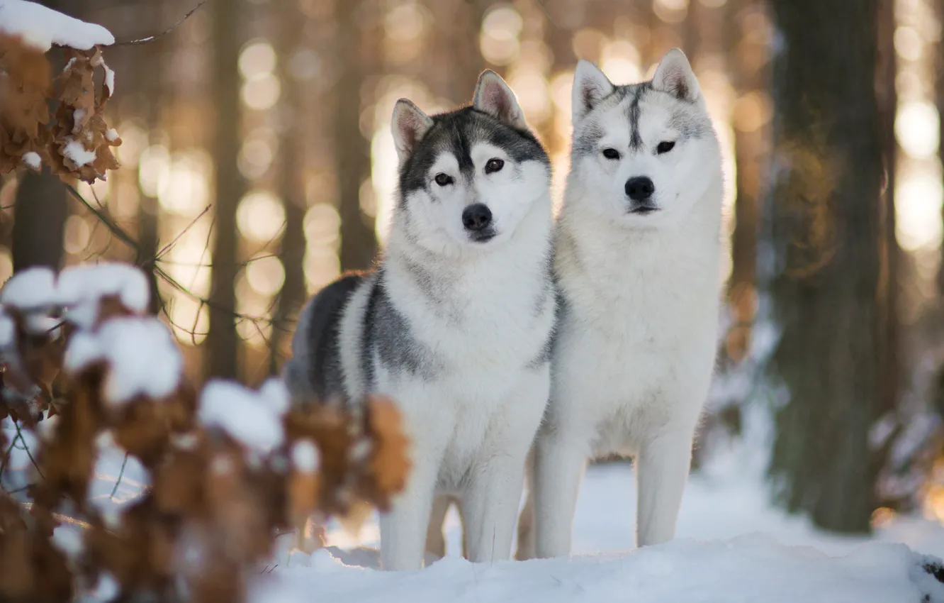 Фото обои зима, лес, собаки, глаза, взгляд, листья, свет, снег