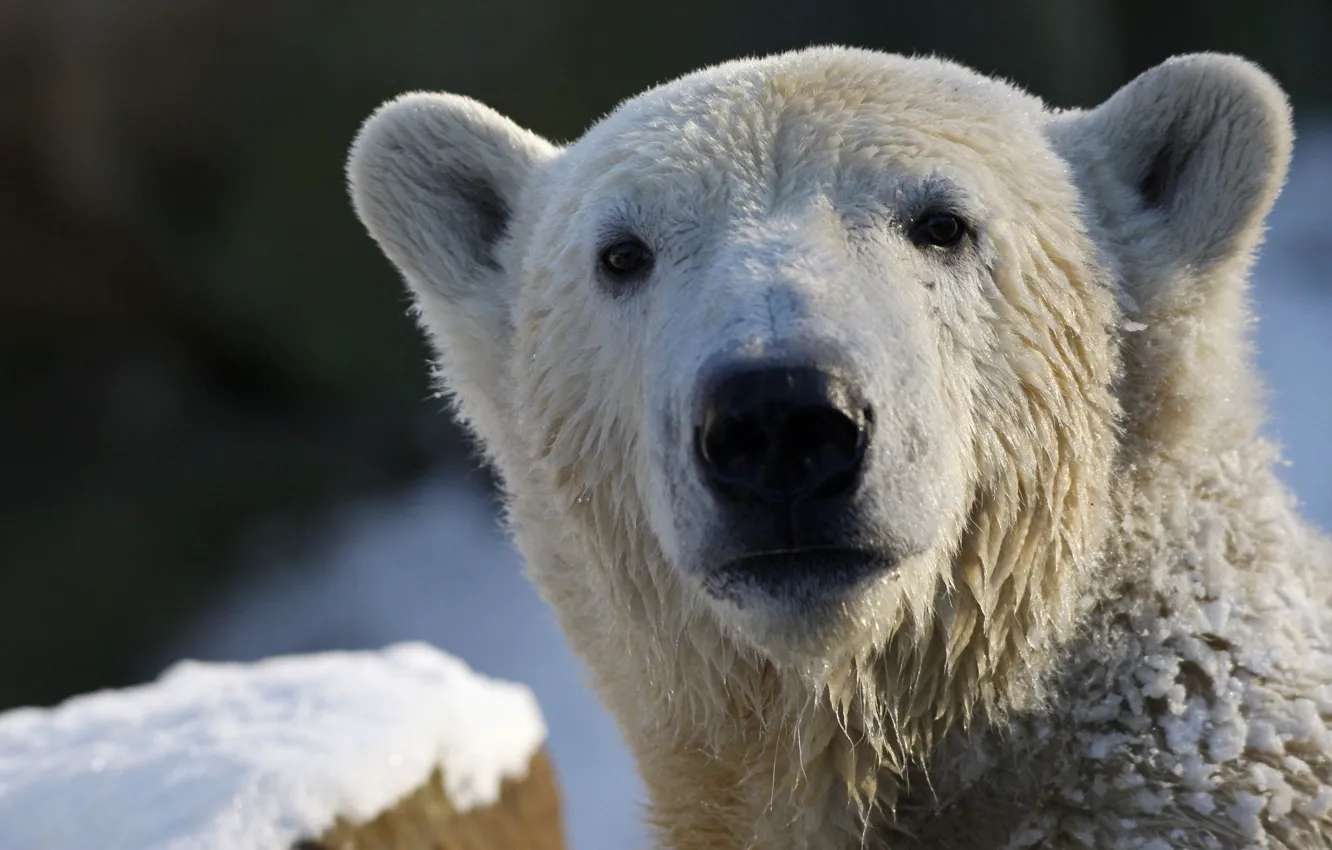 Фото обои взгляд, белый медведь, polar bear