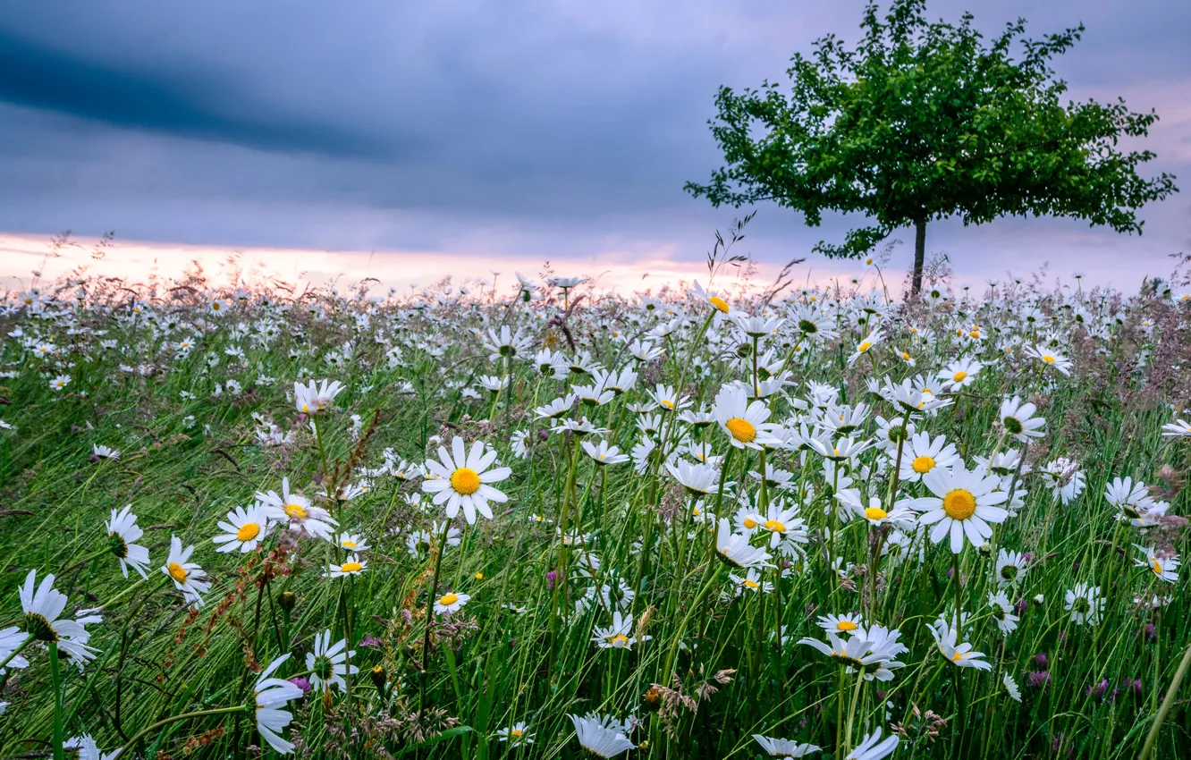 Фото обои цветы, дерево, ромашки, Германия, Бавария, луг, Germany, Bavaria