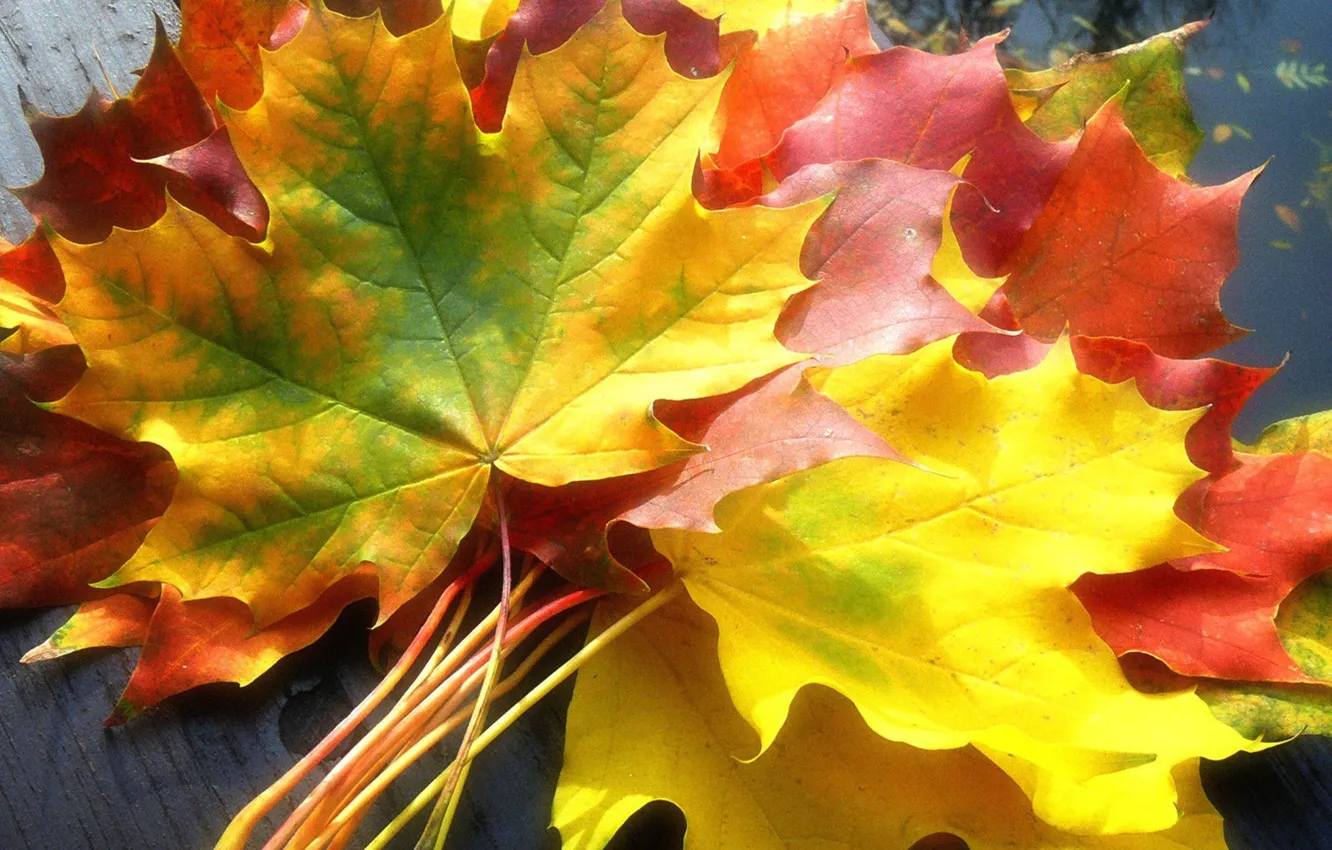 Фото обои разноцветные, кленовые листья, осенние листья