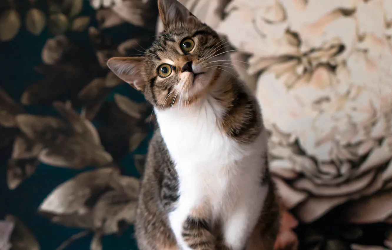 Фото обои кошка, кот, взгляд, поза, мордашка