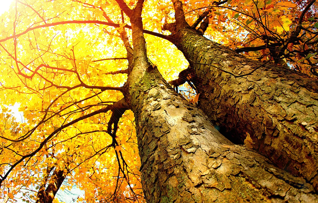 Фото обои осень, листья, деревья, стволы
