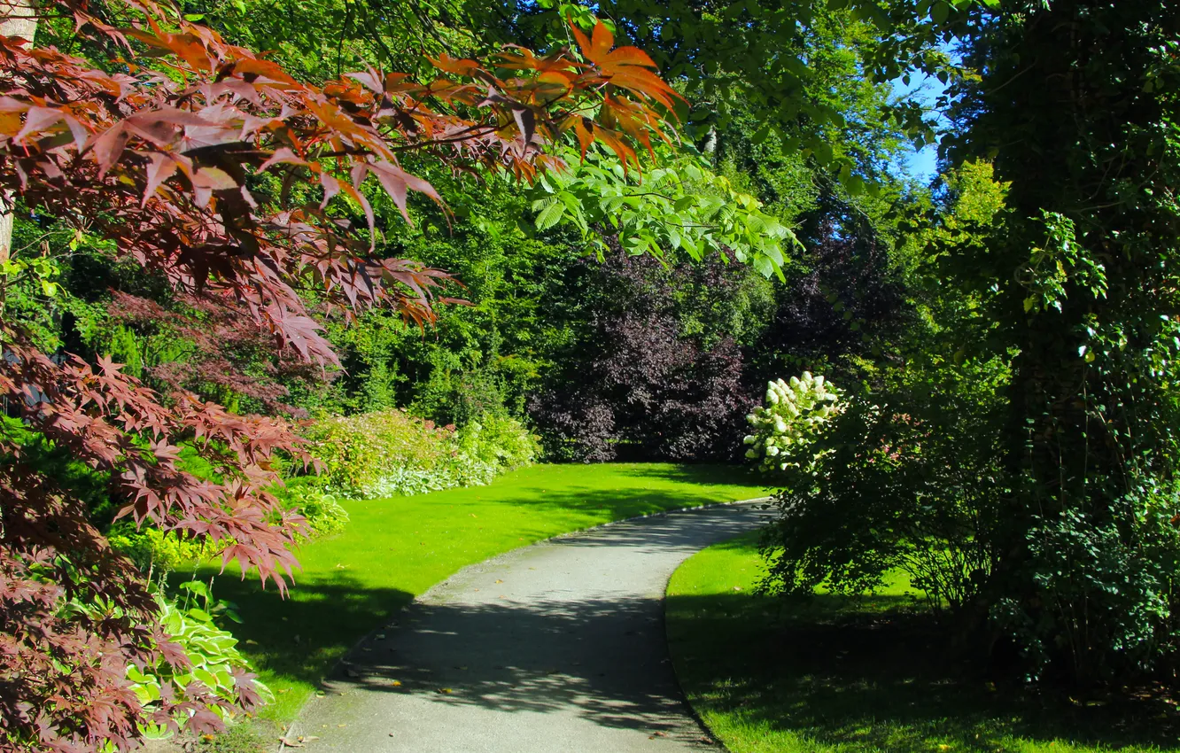 Фото обои trees, park, garden, plants, alley