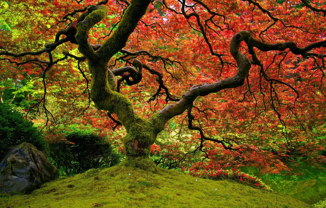 Фото обои красный, природа, клён, японский сад