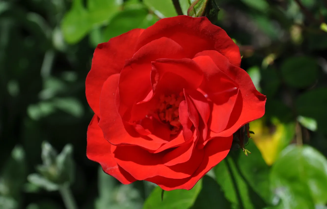 Фото обои Боке, Bokeh, Red rose, Красная роза