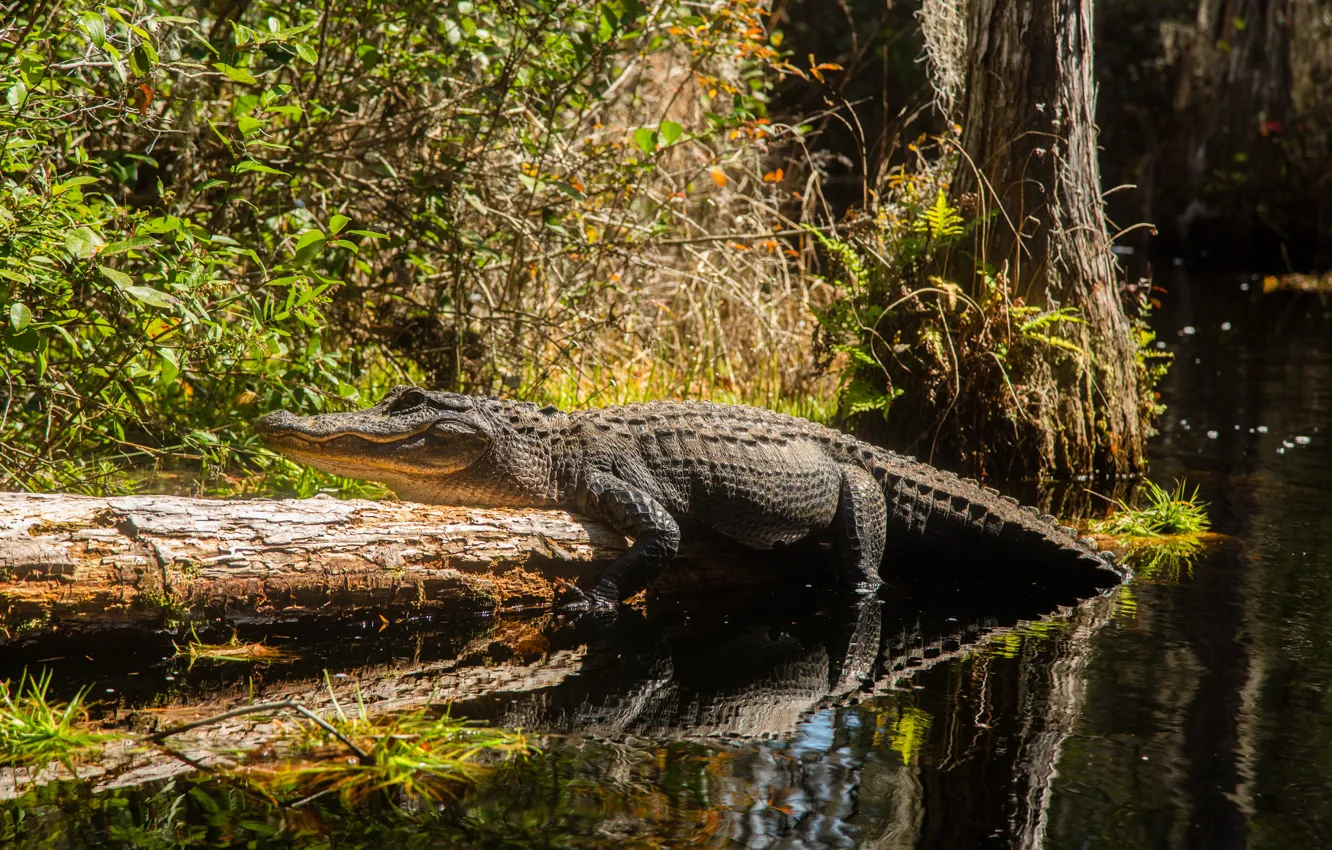 Фото обои water, sun, predator, crocodile, reptile