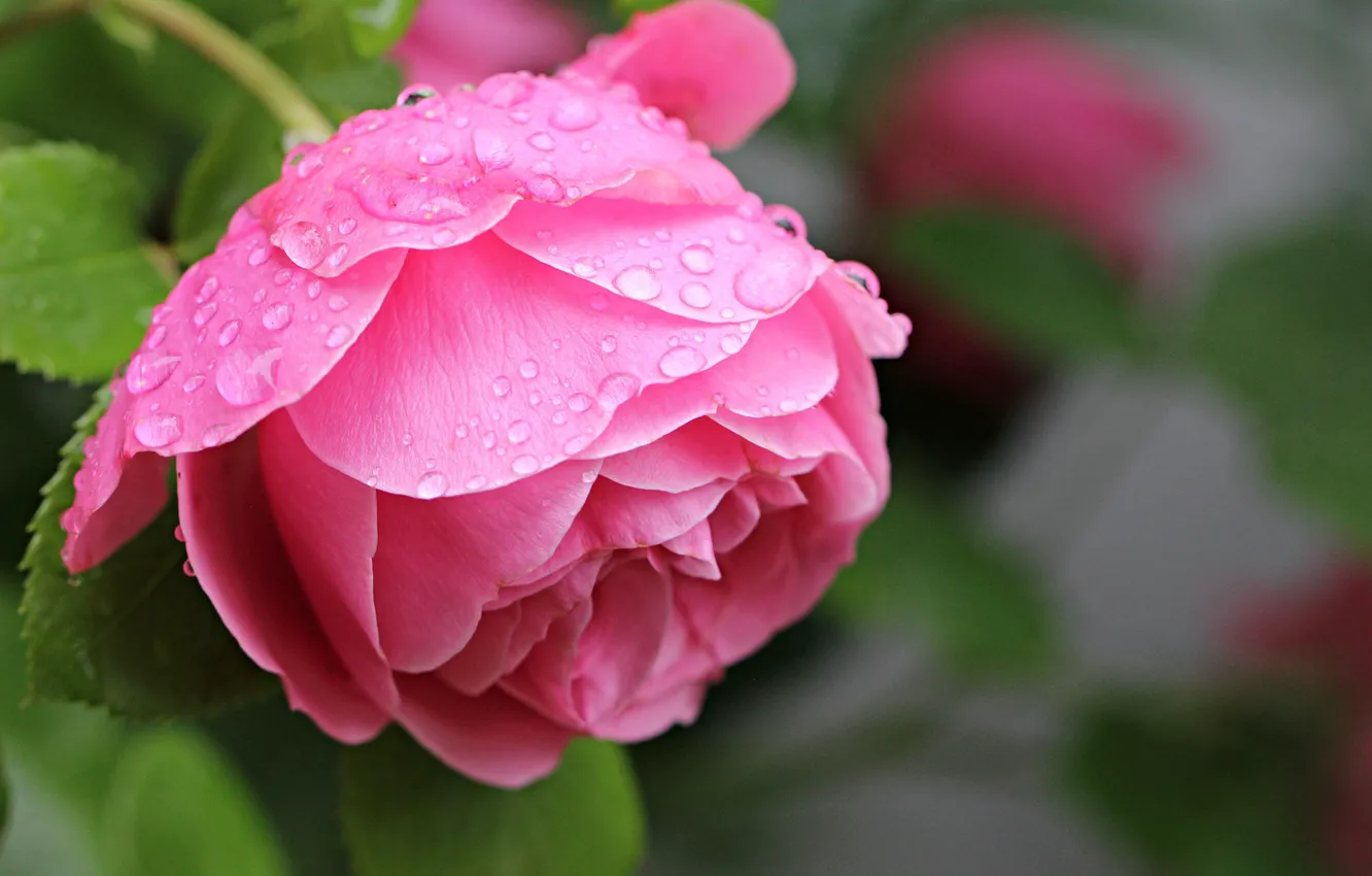 Фото обои розовая роза, в каплях, листья розы