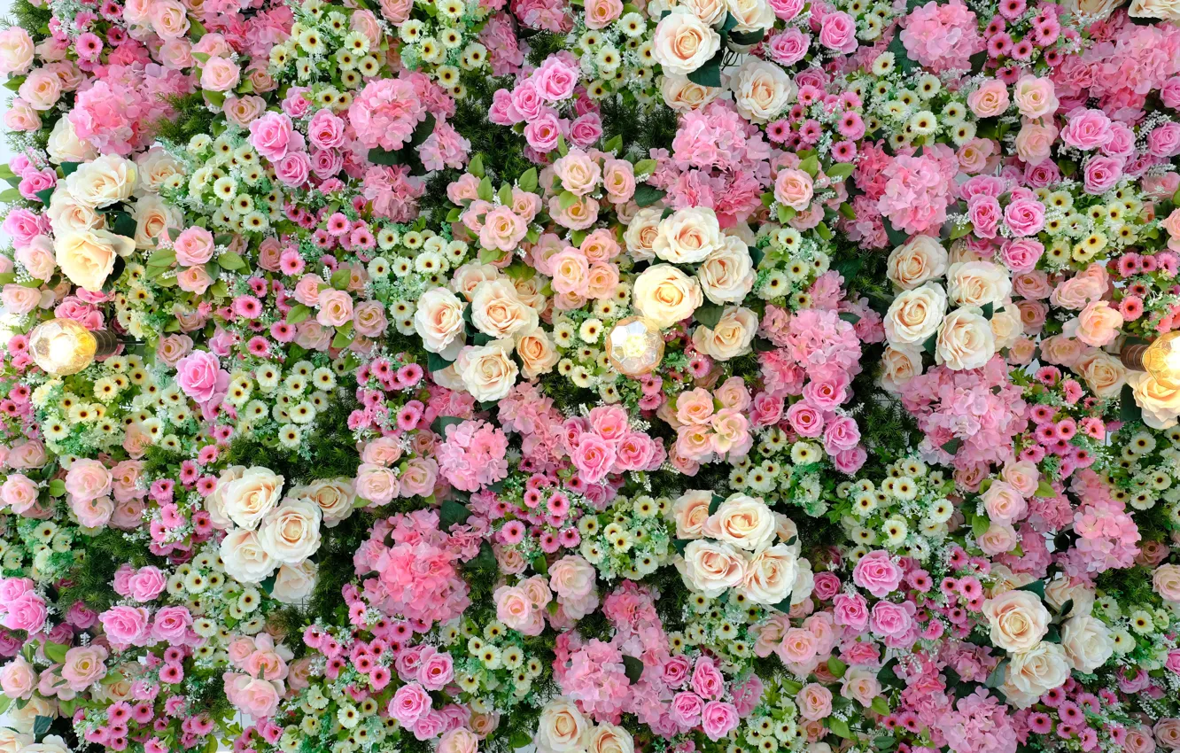 Фото обои цветы, Розы, бутоны, roses