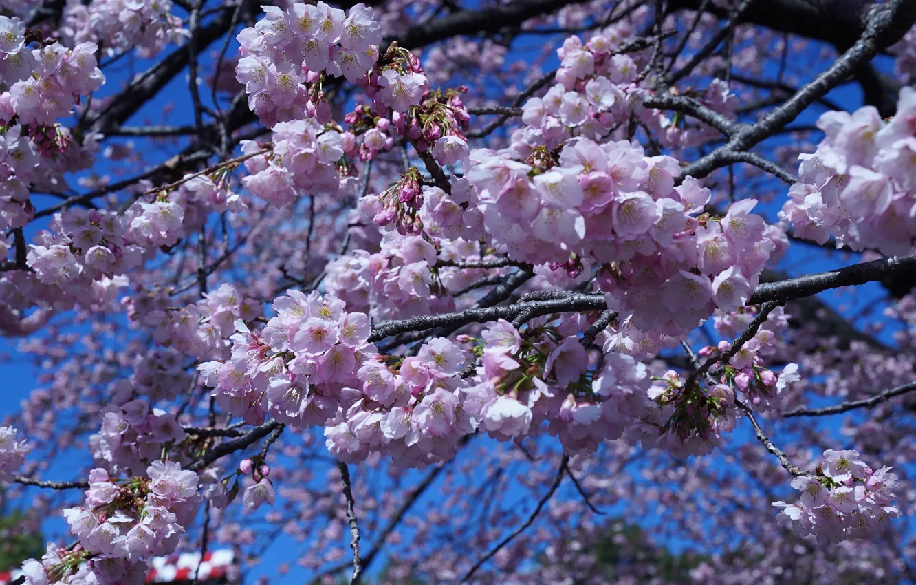 Фото обои небо, свет, цветы, ветки, весна, сакура, розовые, цветение