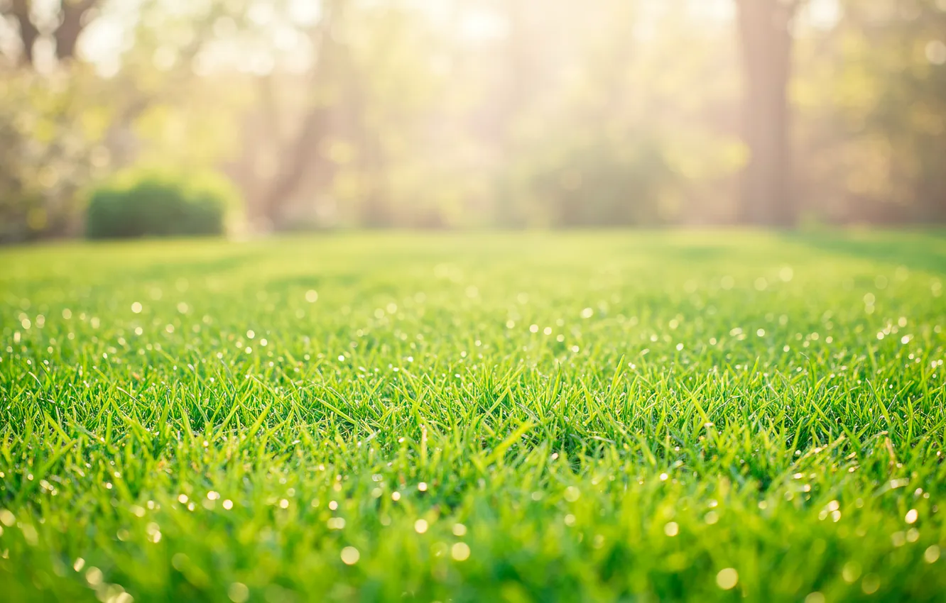Фото обои солнце, парк, обои, весна, wallpaper, лужайка, park, sun