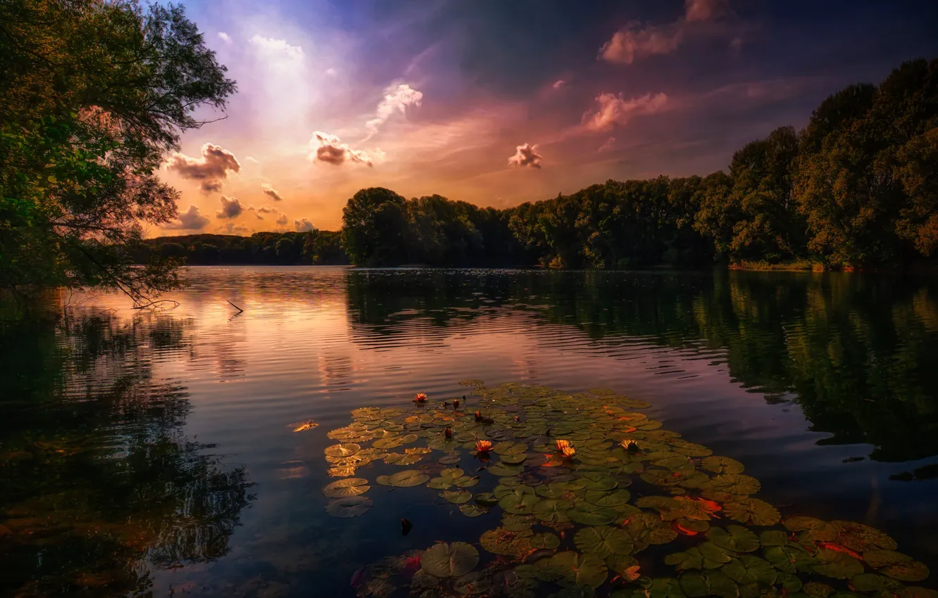 Фото обои закат, озеро, водяные лилии