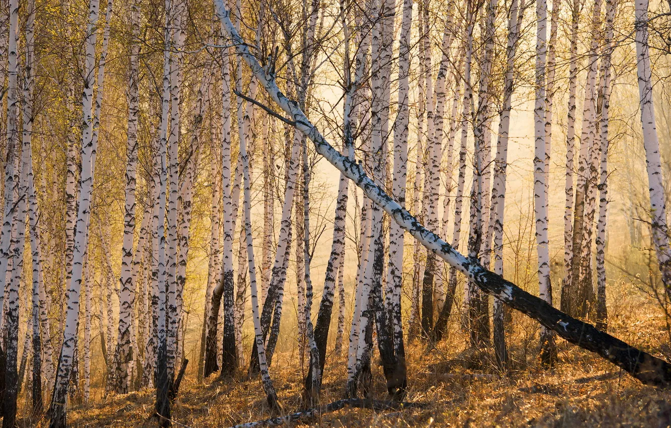 Фото обои осень, природа, берёзы