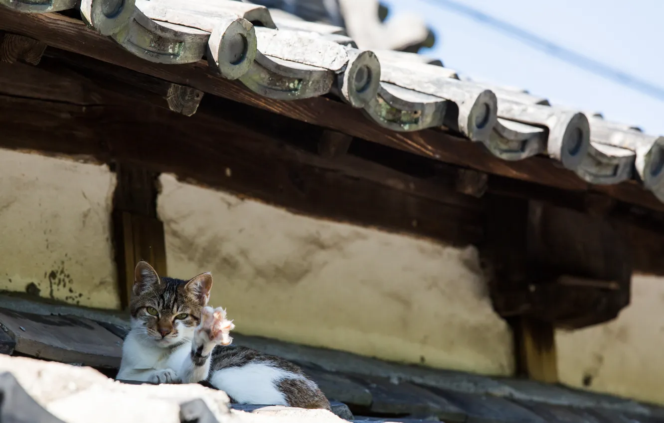 Фото обои крыша, кот, дом, кошак, приветик