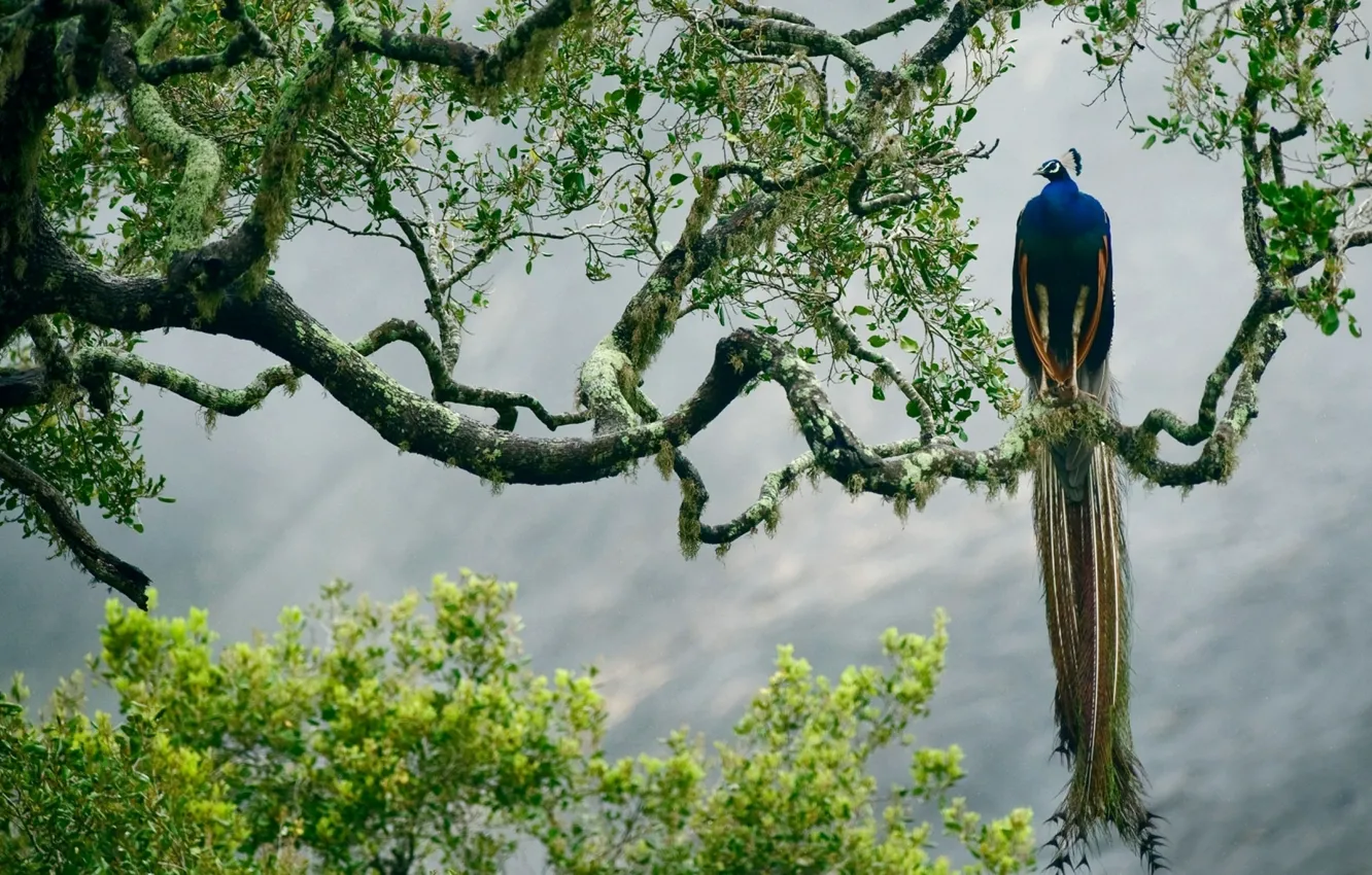 Фото обои colorful, jungle, tree, mist, peacock