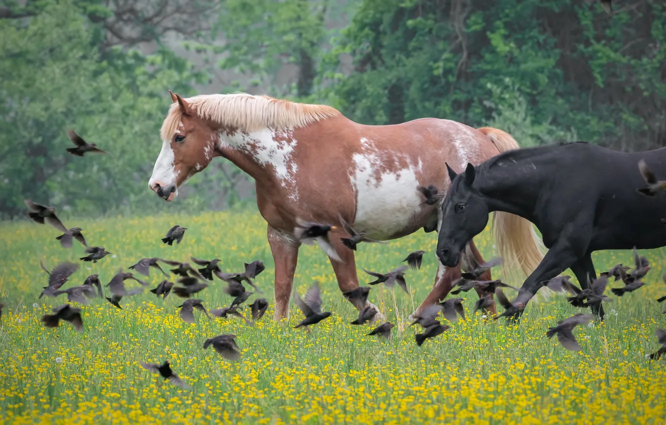 Фото обои цветы, птицы, природа, кони, лошади, луг, пара, стая птиц