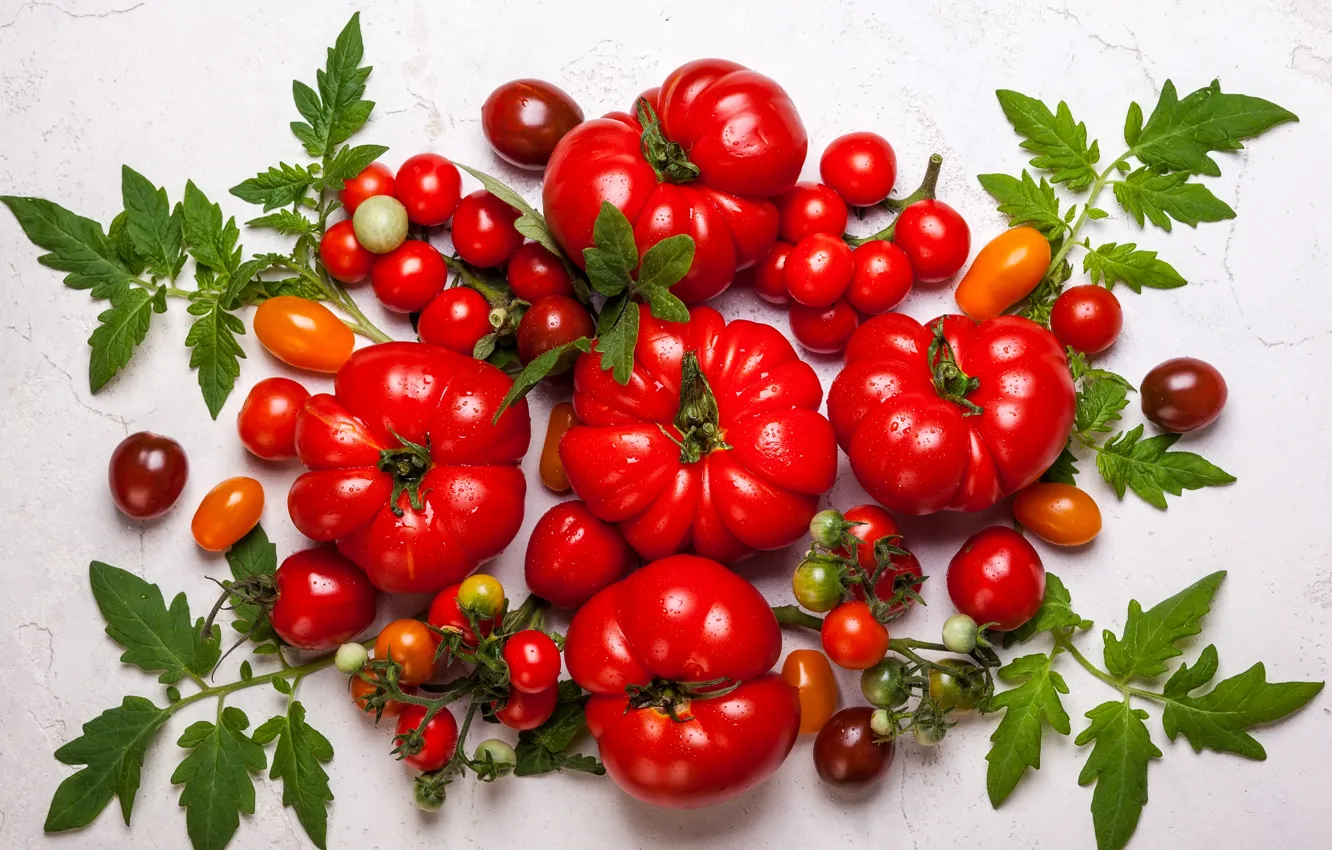 Фото обои зелень, листья, фон, красные, натюрморт, овощи, мокрые, помидоры