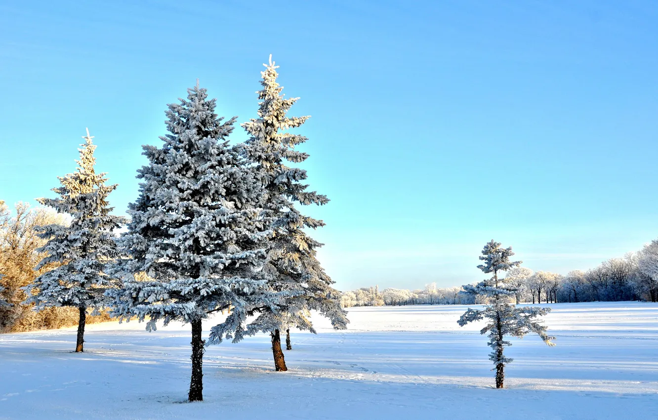 Фото обои зима, небо, снег, деревья, ель