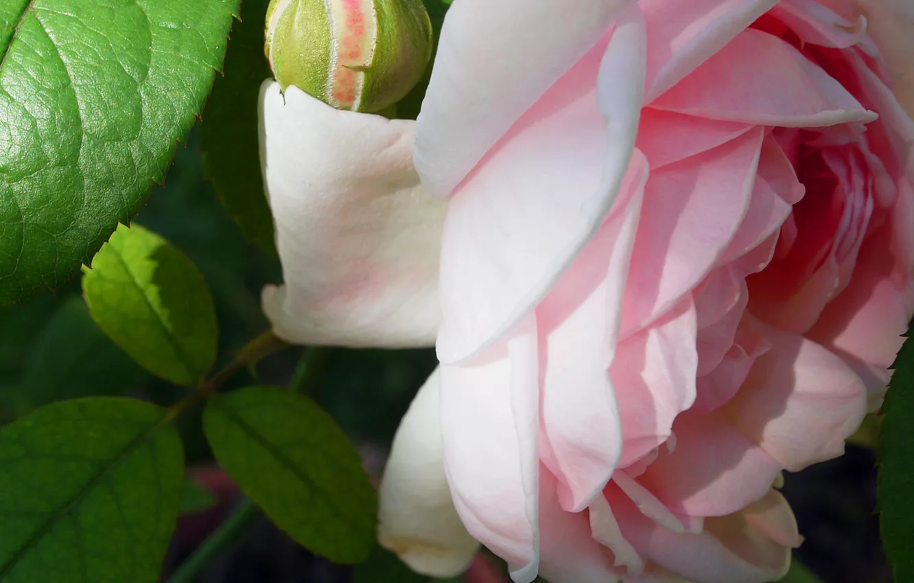 Фото обои листья, крупный план, розовая роза, бутон розы