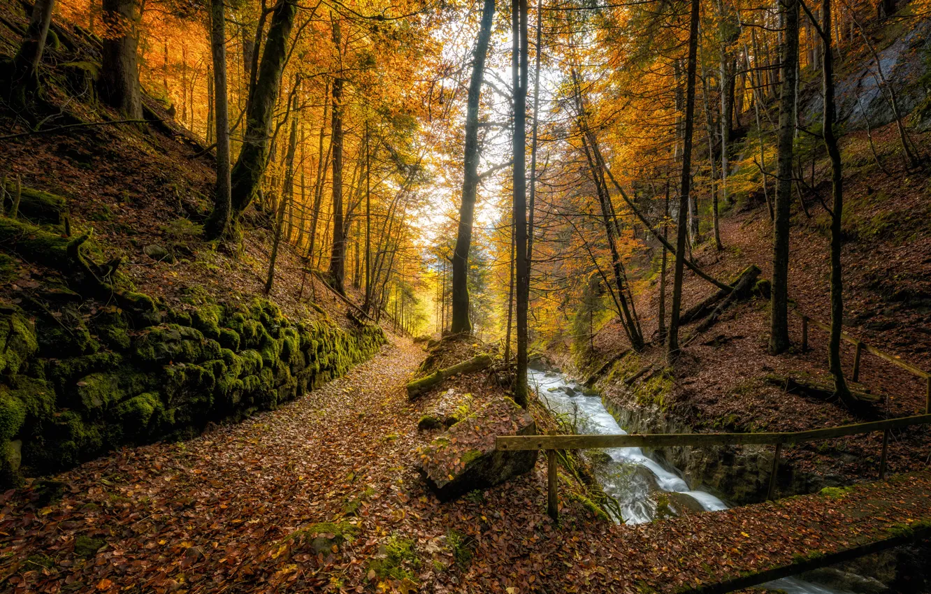 Фото обои осень, лес, деревья, мост, ручей, Швейцария, речка, опавшие листья