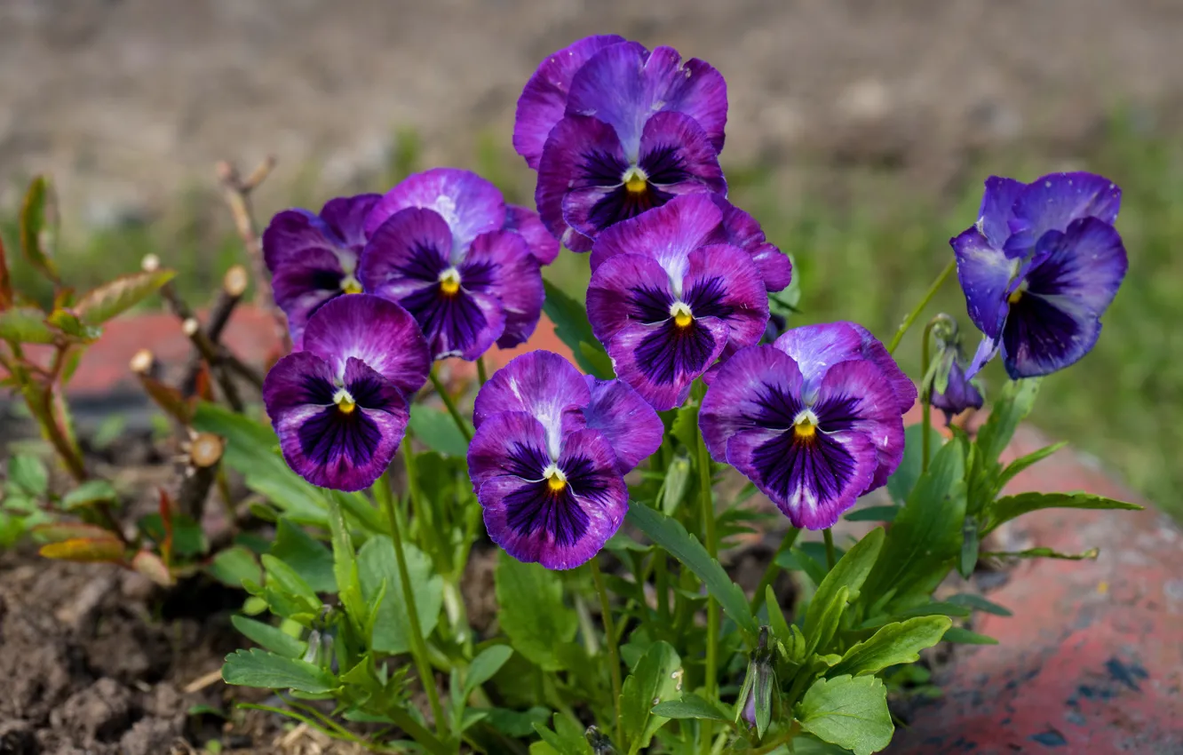 Фото обои цветы, фиолетовые, анютины глазки, клумба, боке, фиалки, виолы