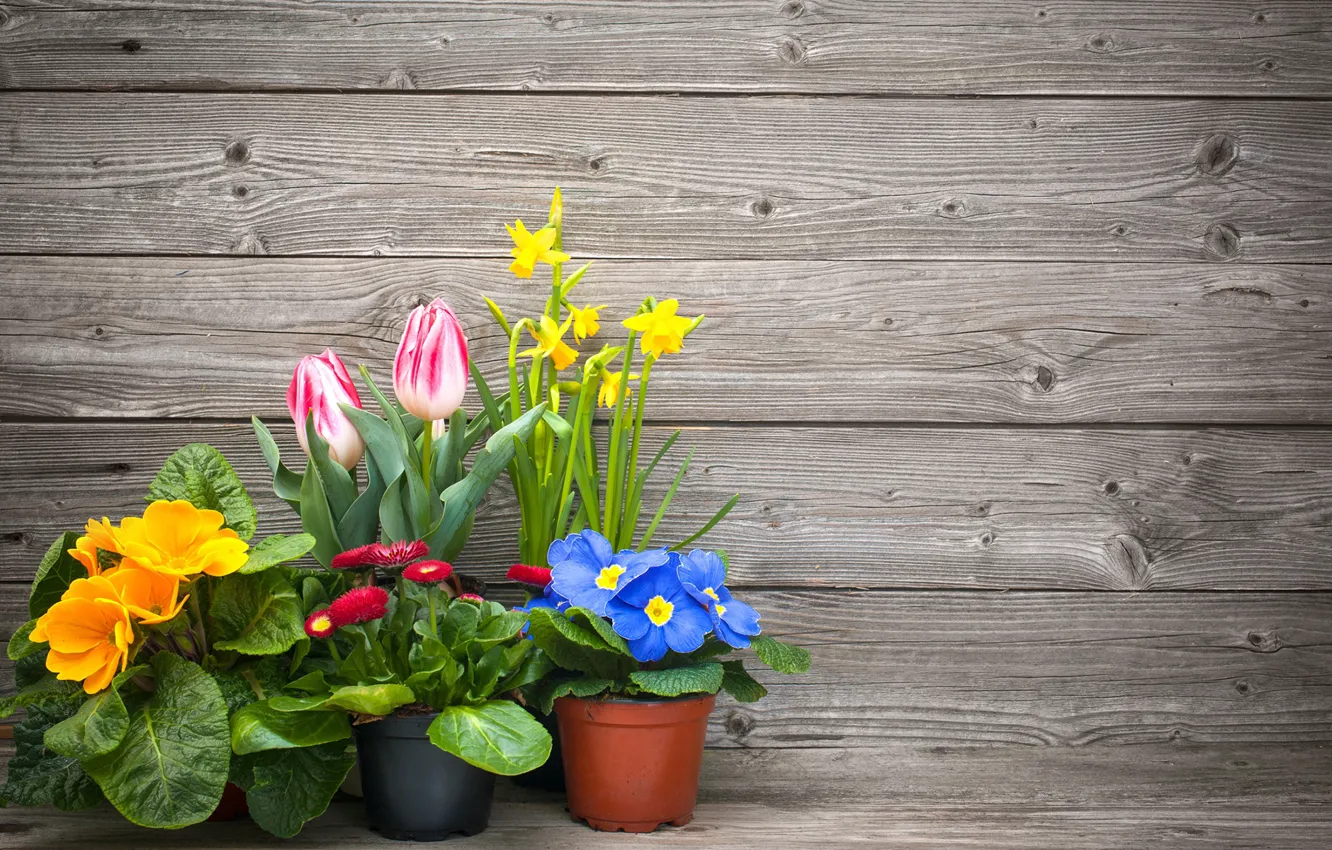 Фото обои цветы, тюльпаны, горшки, нарциссы, маргаритки, примула