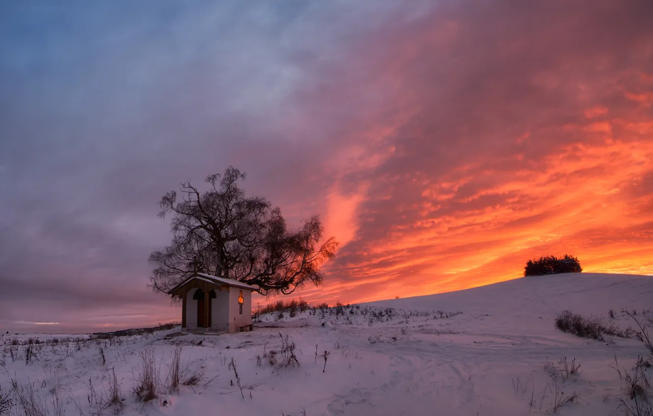 Фото обои зима, поле, трава, облака, снег, цветы, дерево, рассвет