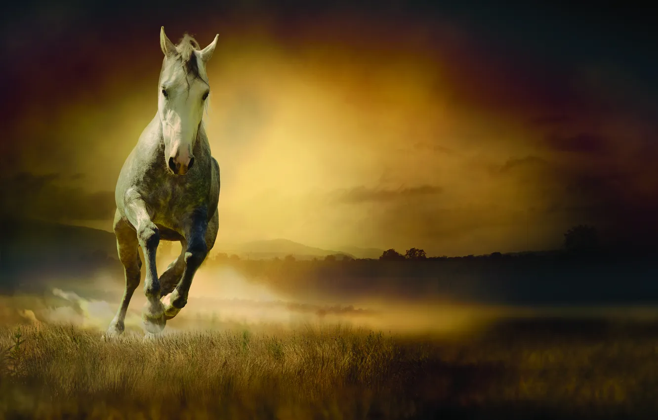 Фото обои трава, туман, движение, конь, бег