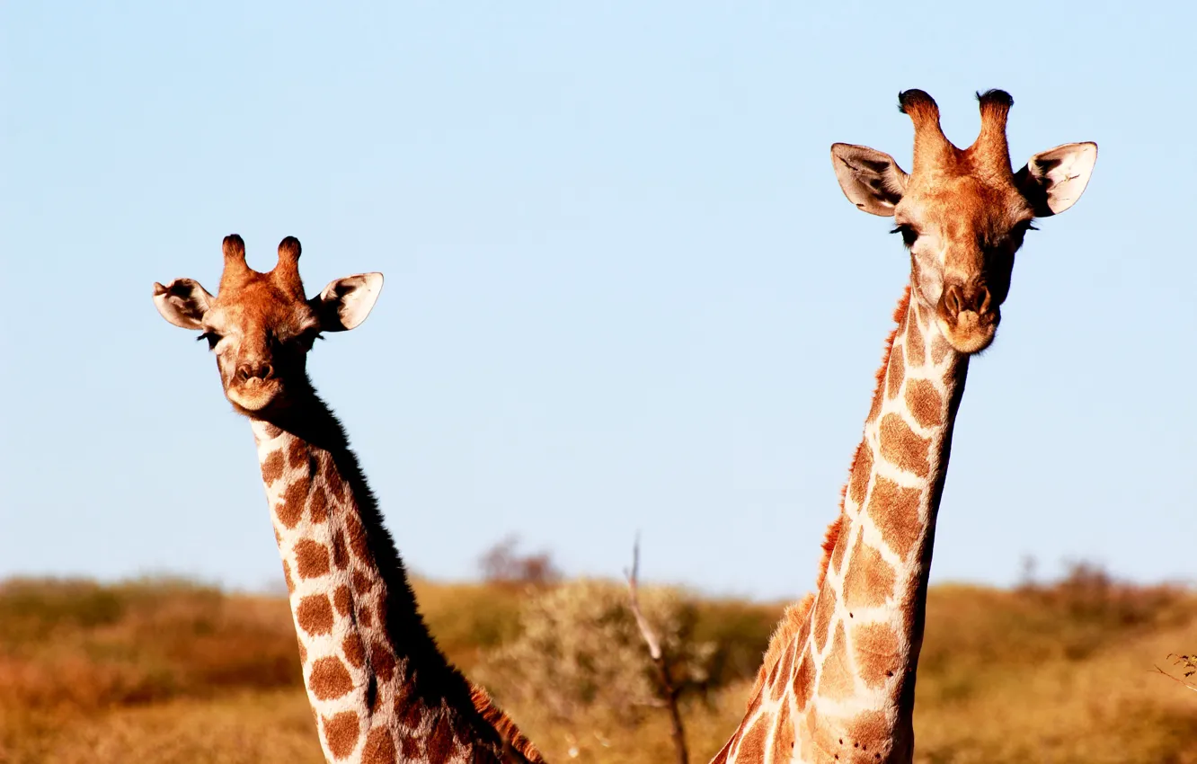 Фото обои Namibia, Africa, wildlife, sunny, family, giraffes