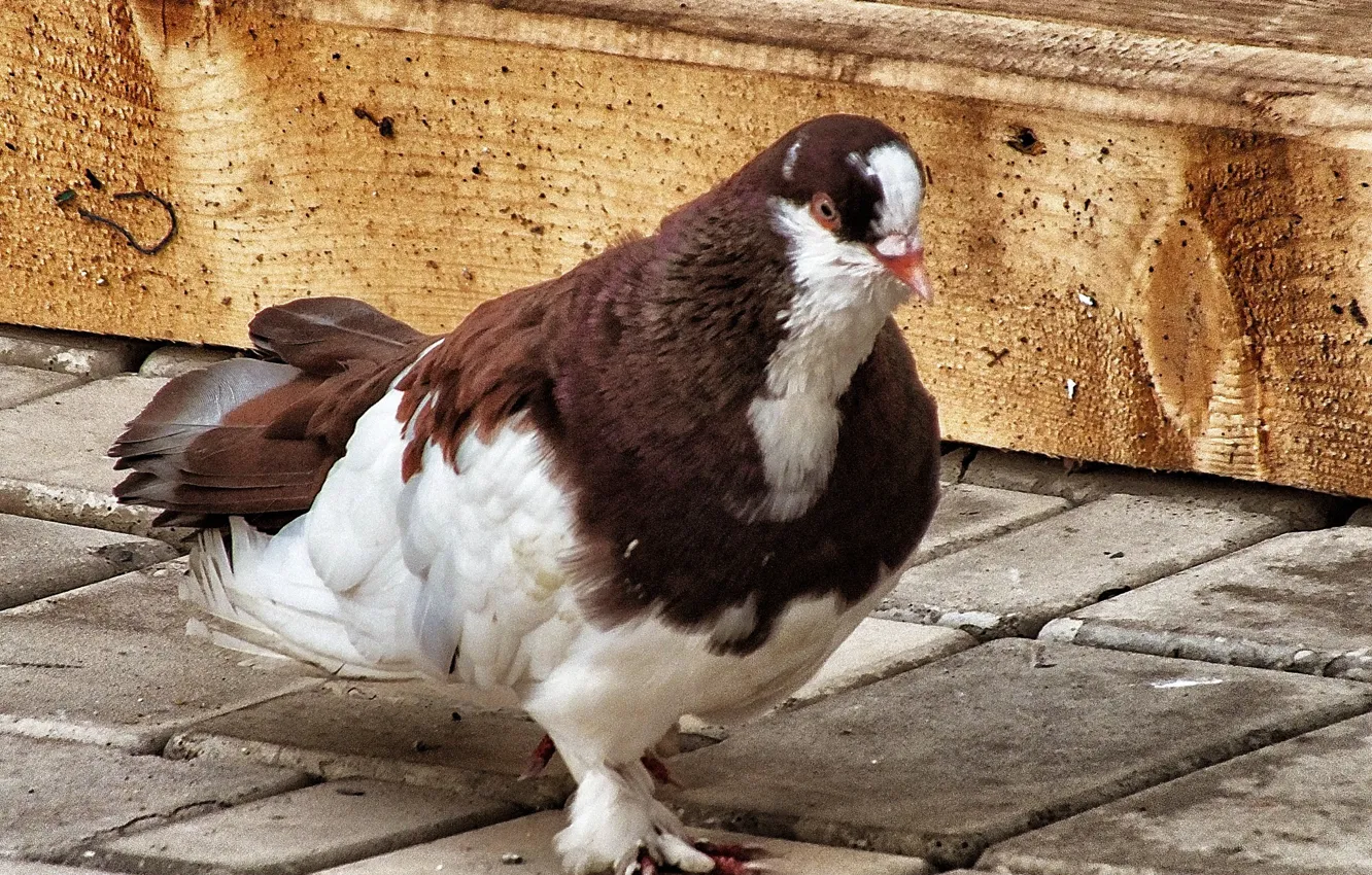 Фото обои голуби, тротуар, пестрая