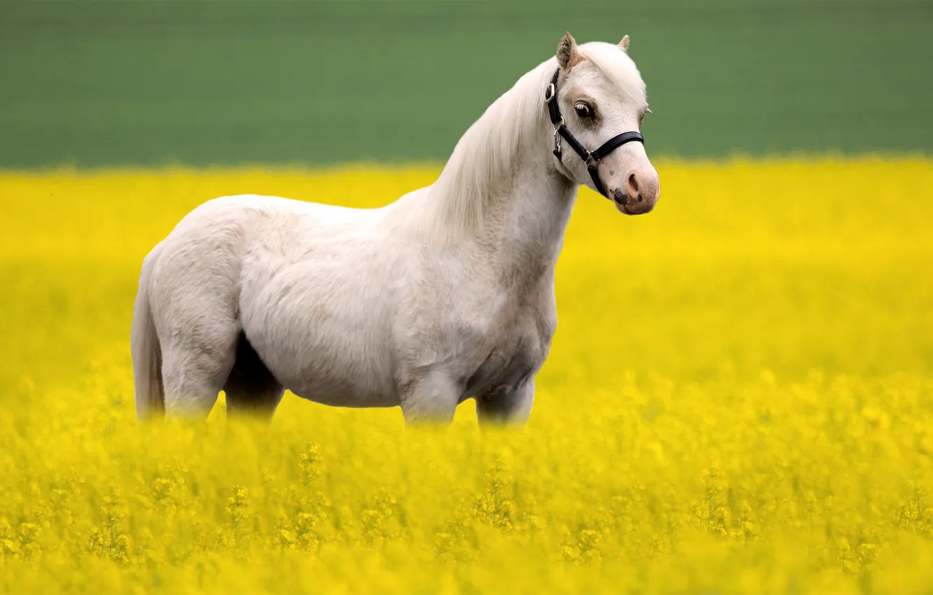 Фото обои белый, цветы, конь, лошадь, пони, рапс, сбруя, рапсовое поле