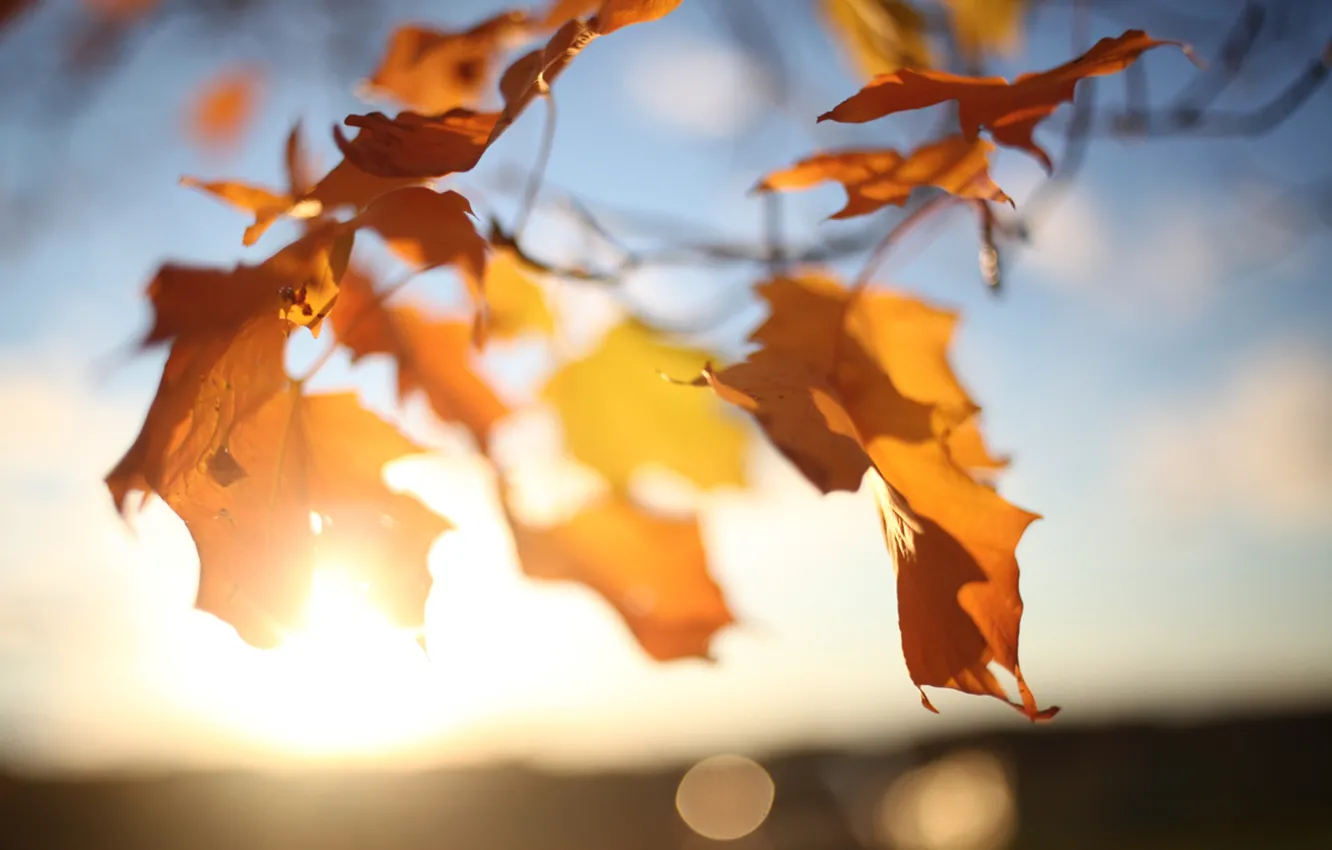 Фото обои осень, небо, листья, солнце, свет, ветки, блики, дерево