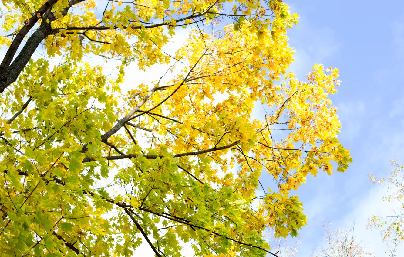 Фото обои небо, листья, дерево, ветка, Осень