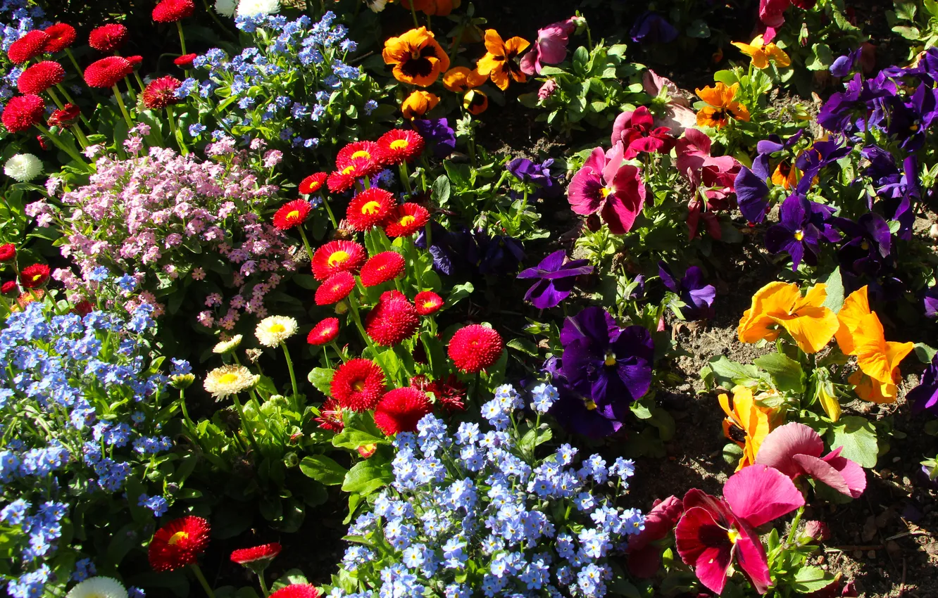 Фото обои garden, spring, blooming