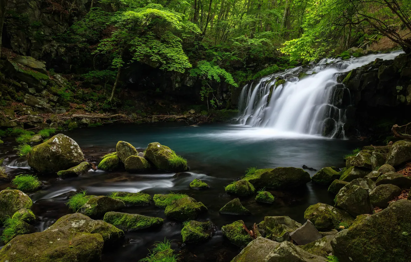 Фото обои зелень, лес, лето, вода, камни, растительность, водопад, поток