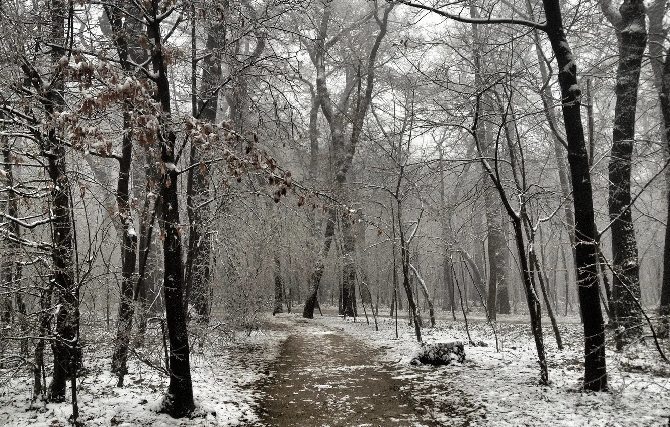 Фото обои зима, природа, парк