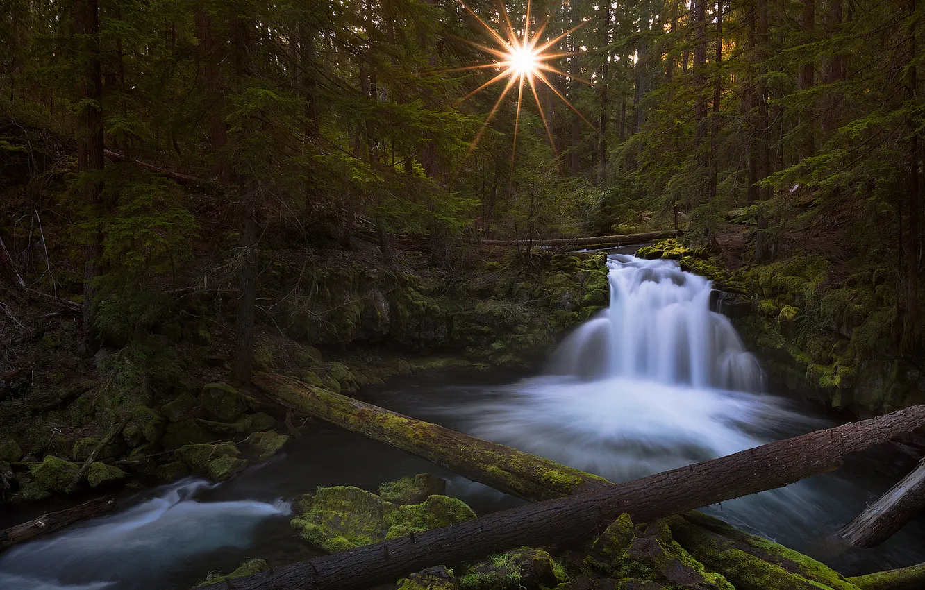 Фото обои лес, солнце, свет, деревья, река, поток, утро, Орегон