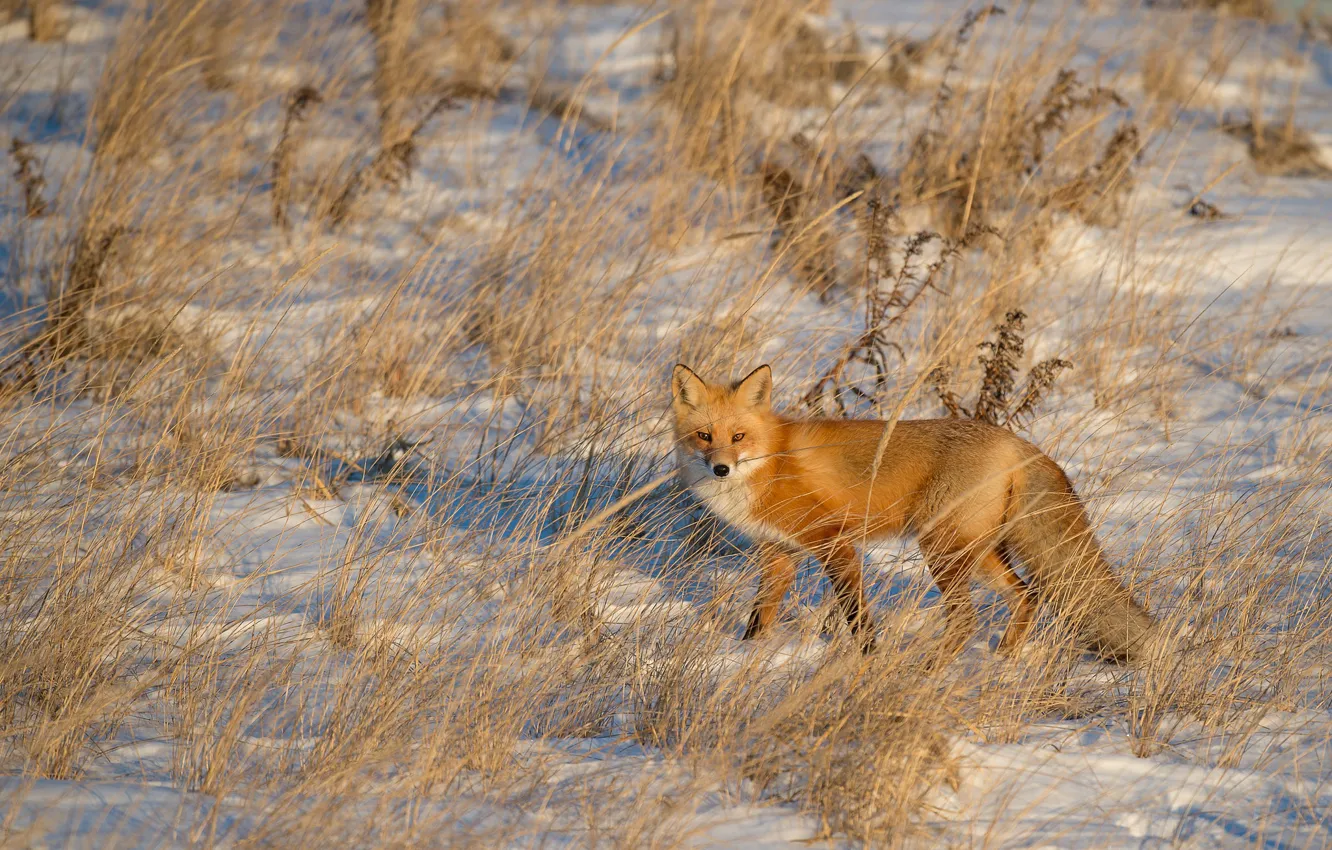 Фото обои fox, winter, snow, shadow, wildlife, sunligt
